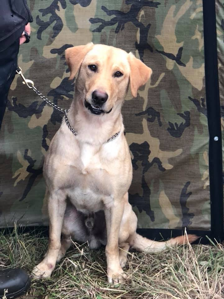 Rosco Remington Robideau MH | Yellow Labrador Retriver