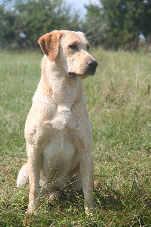 Trademark's Over The Limit | Yellow Labrador Retriver