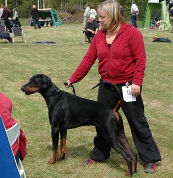 Cron-Chio v. Alpha Nordic | Black Doberman Pinscher