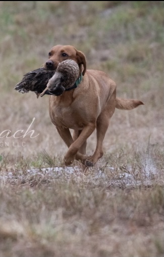 SHR Parsons Little Ginger Snap | Yellow Labrador Retriver