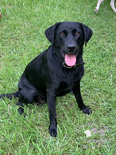 CDR's Saint Alexandra Of Chrke | Black Labrador Retriver