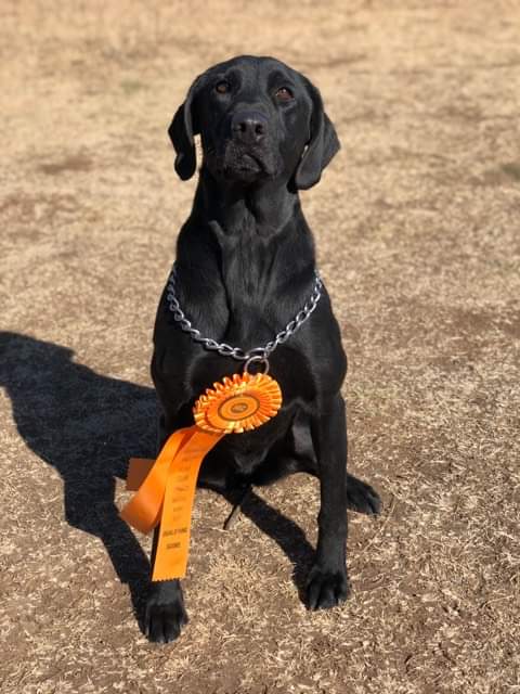 GMPR North Lakes Outlaw Jam'n Josie MH | Black Labrador Retriver