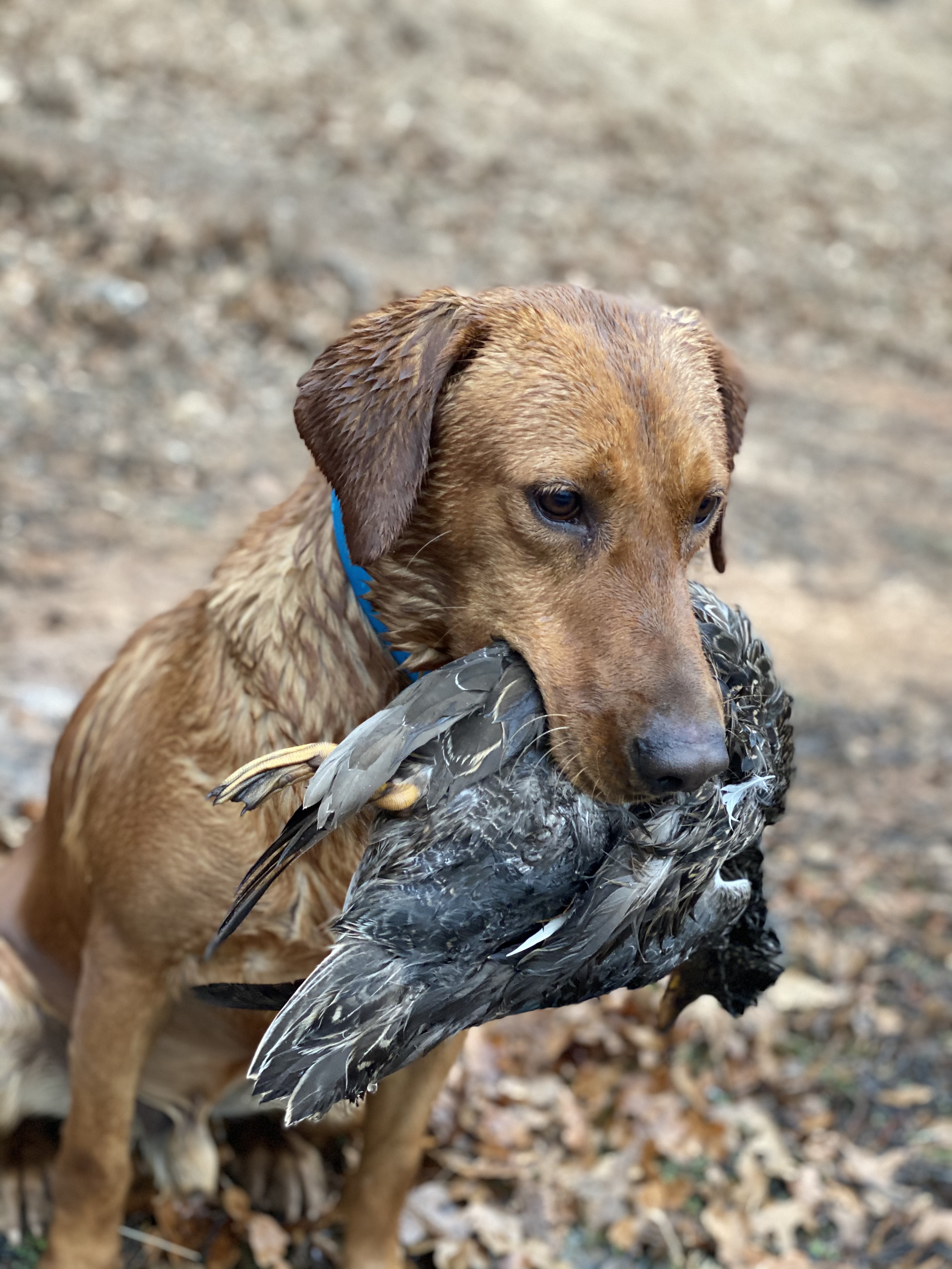 SHR Pr’s Making America Great Again | Yellow Labrador Retriver