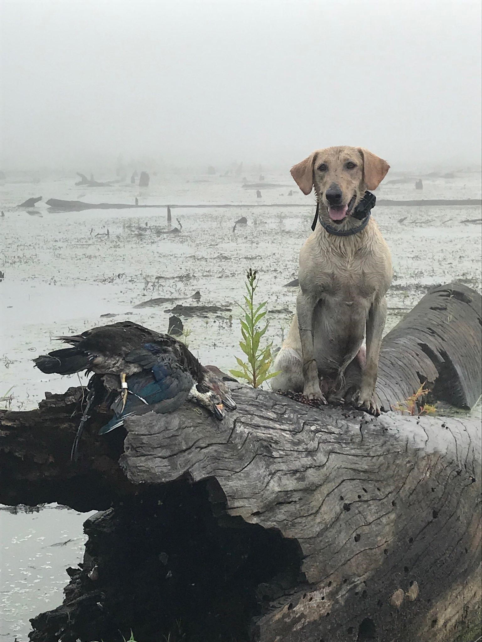 Troublesome Big Nose Kate | Yellow Labrador Retriver