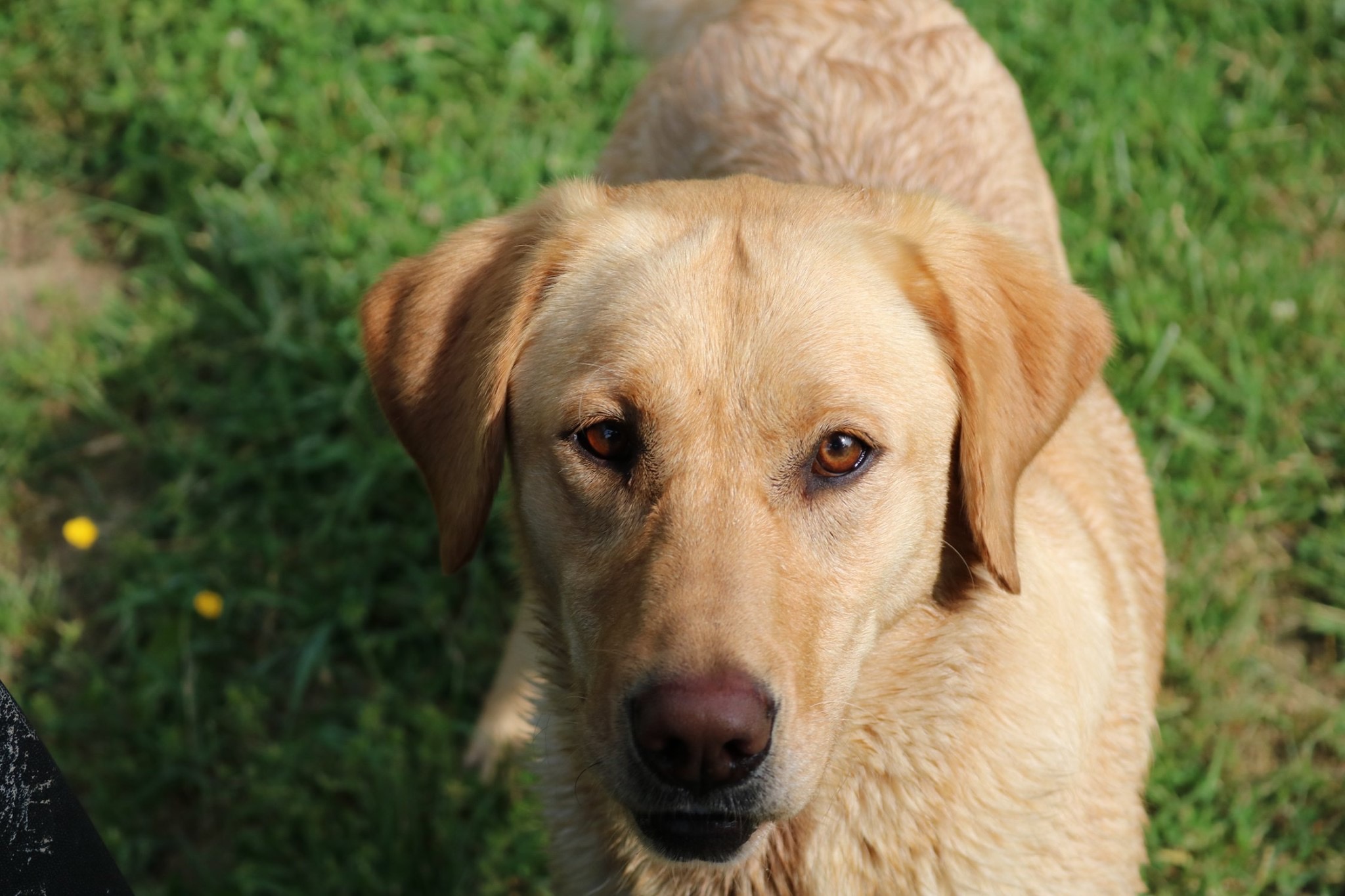 Gsi’s Captain Rose | Yellow Labrador Retriver