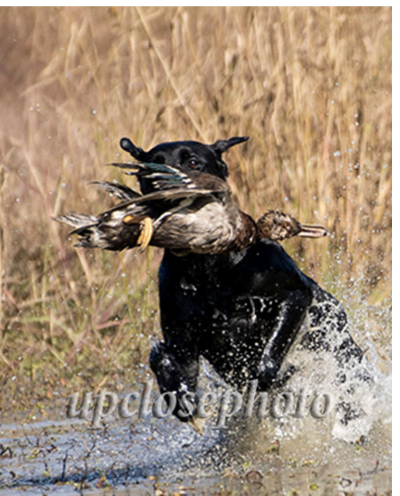 HRCH Jhetts Bayou Roux MH | Black Labrador Retriver