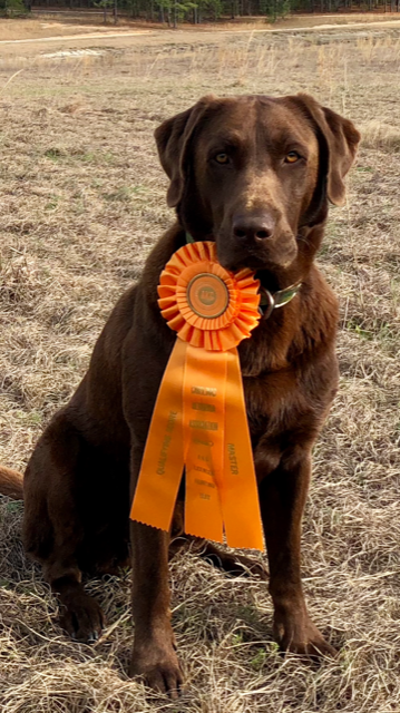 HRCH Scoutitout Earl Horne MH | Chocolate Labrador Retriver