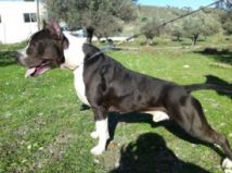 KO BO'S KNOCK OUT | American Staffordshire Terrier 