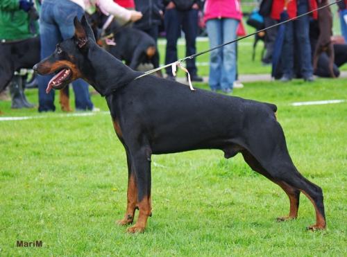 Vincent-Vogue v. Alpha Nordic | Black Doberman Pinscher