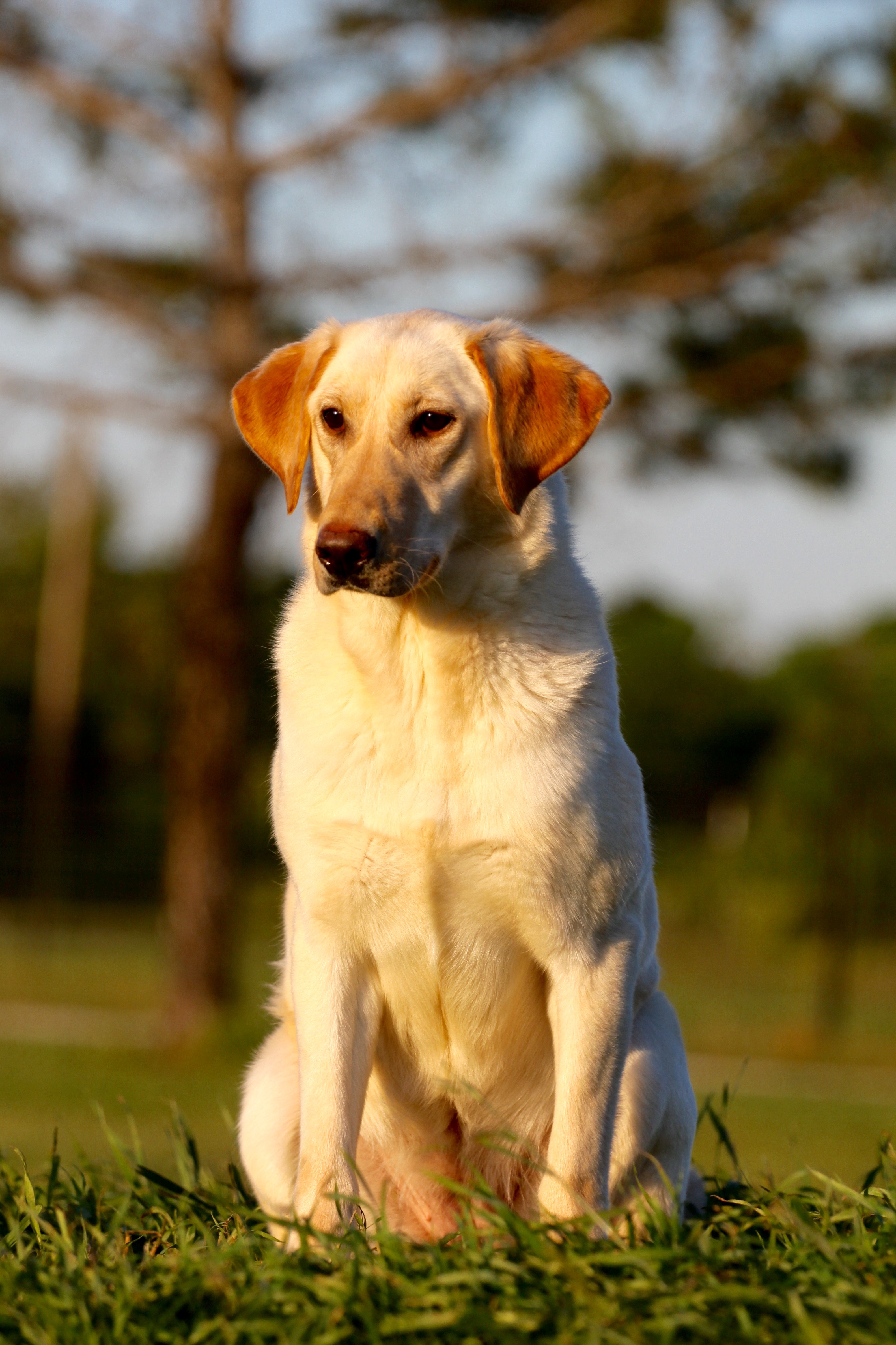 Darktimber Millie | Yellow Labrador Retriver