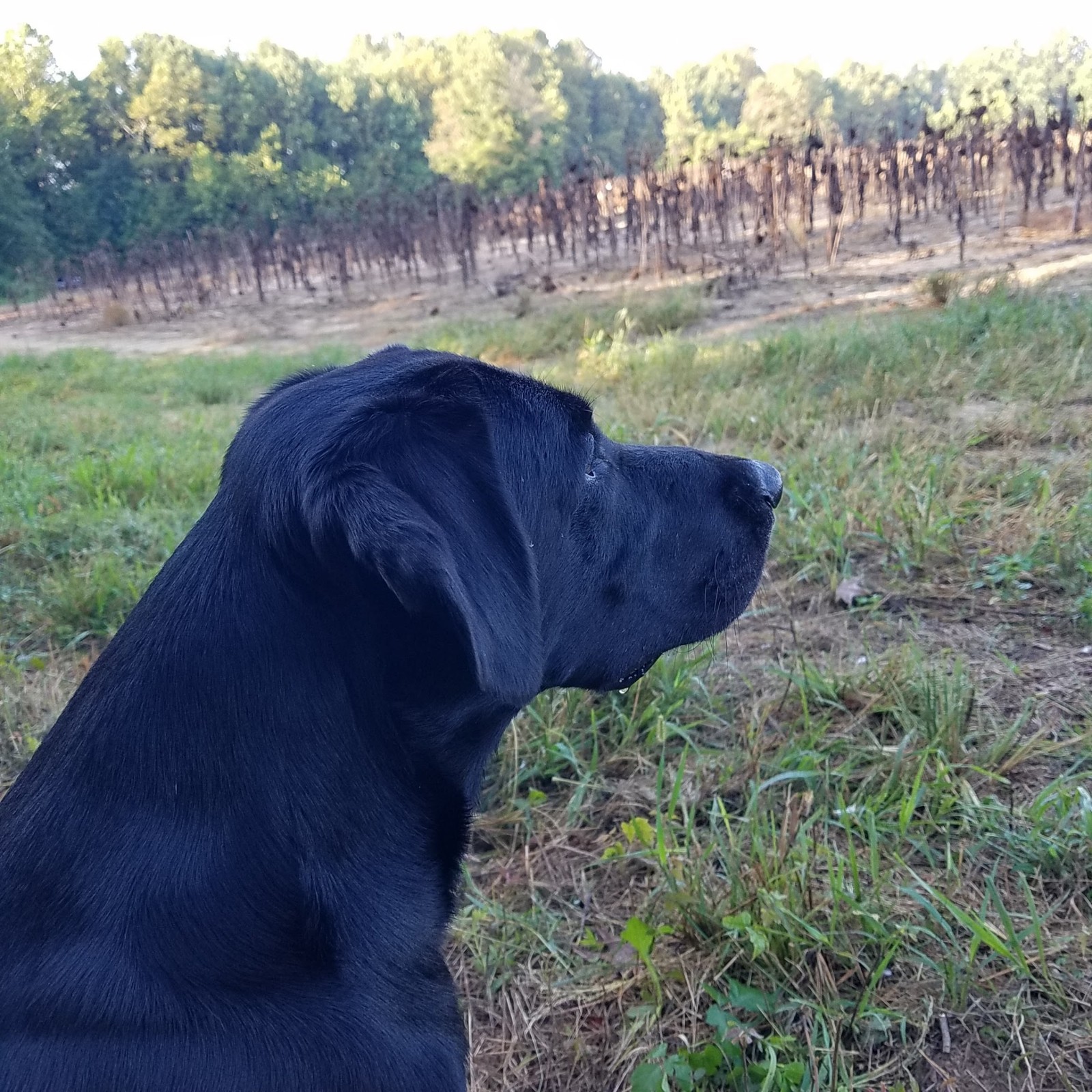 4xGMPR HRCH Hills High Cotton MH | Black Labrador Retriver
