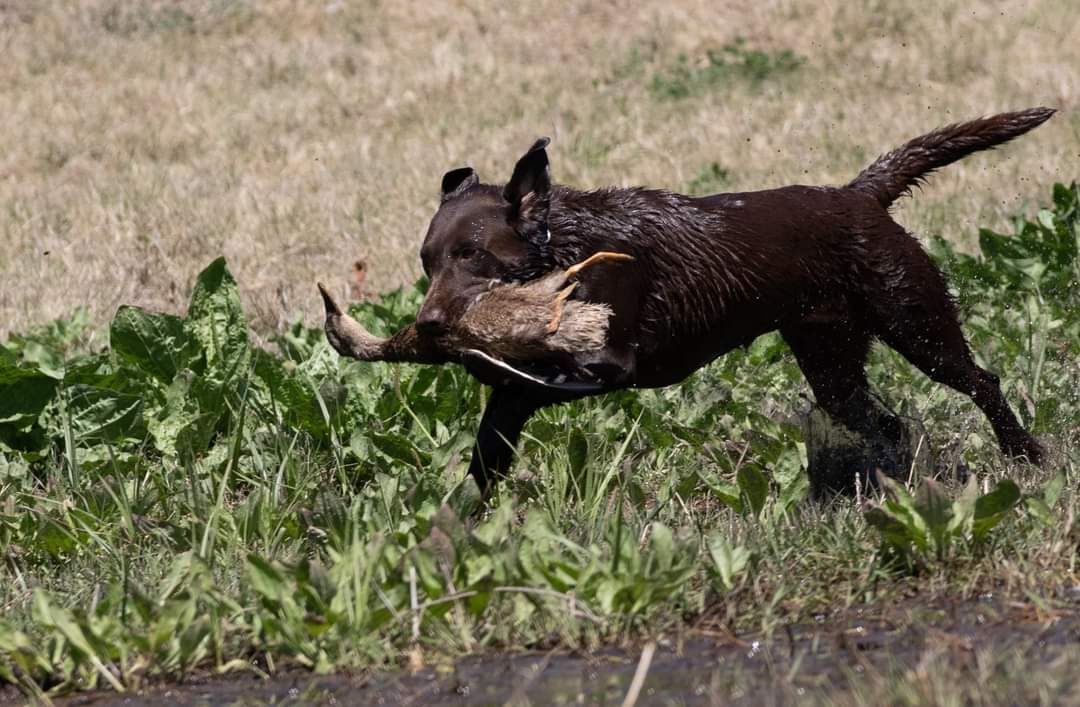 Kingsland's Prairie Morrigan JH | Chocolate Labrador Retriver