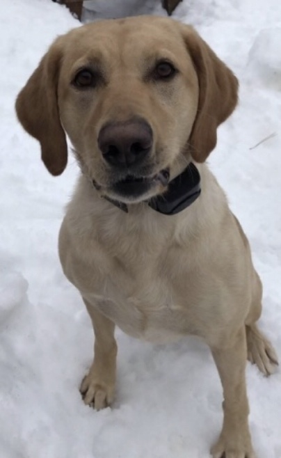 Anna Bell Schumacher | Yellow Labrador Retriver