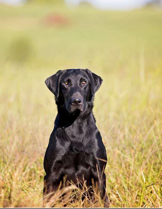 Croc's Appetite For Destruction NDL | Black Labrador Retriver