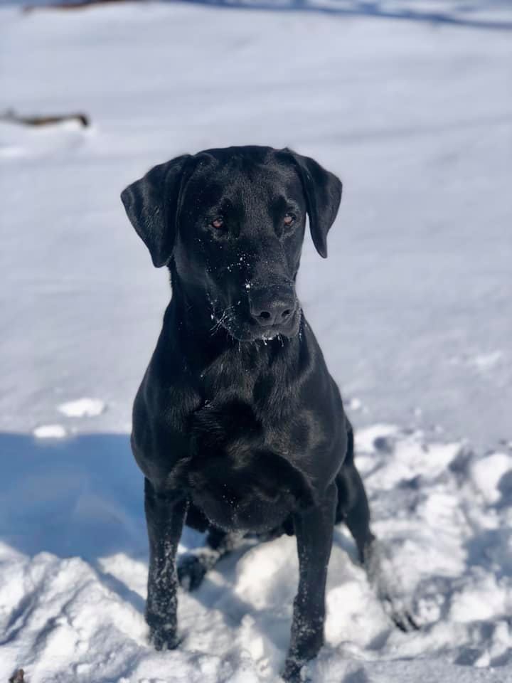 3m Rmr Ramblin Jay Man MH | Black Labrador Retriver