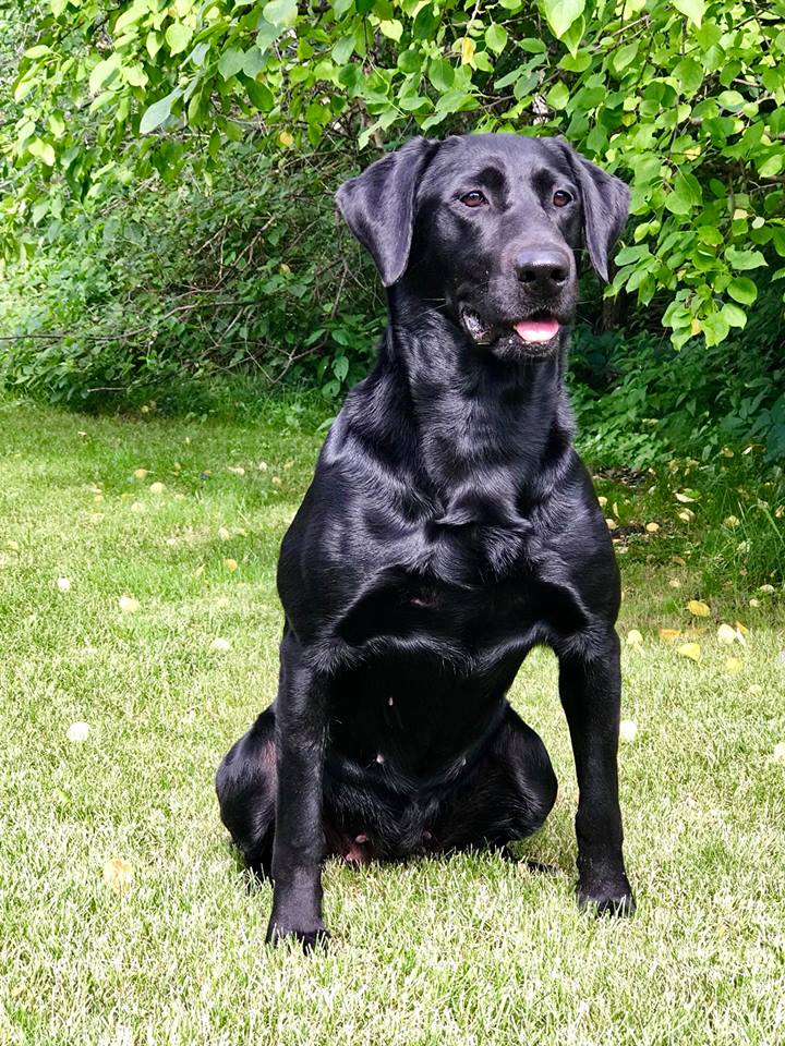 FTCH  Razor's Livin On Da Edge QAA QFTR | Black Labrador Retriver