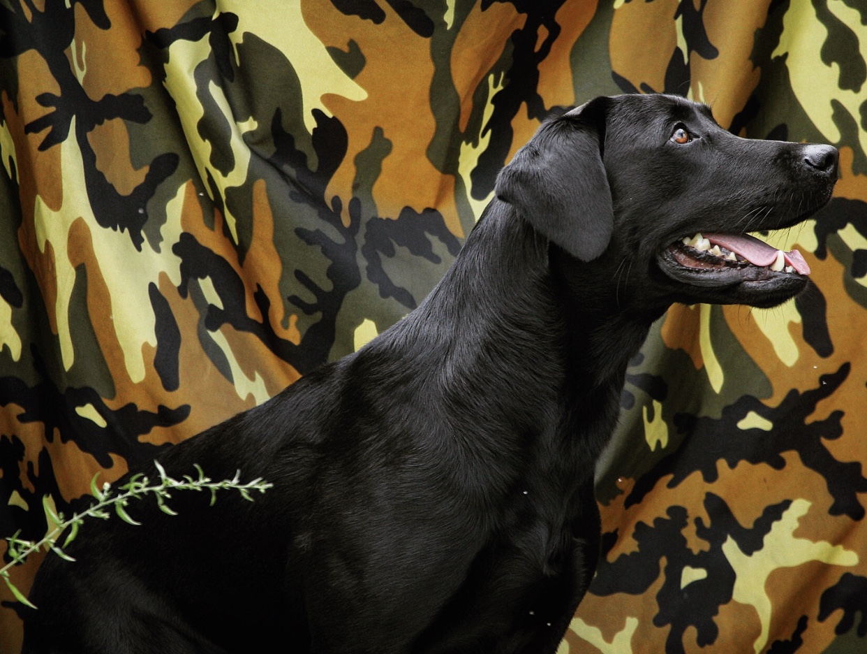 HRCH Fortune Favors The Bold MH QAA | Black Labrador Retriver