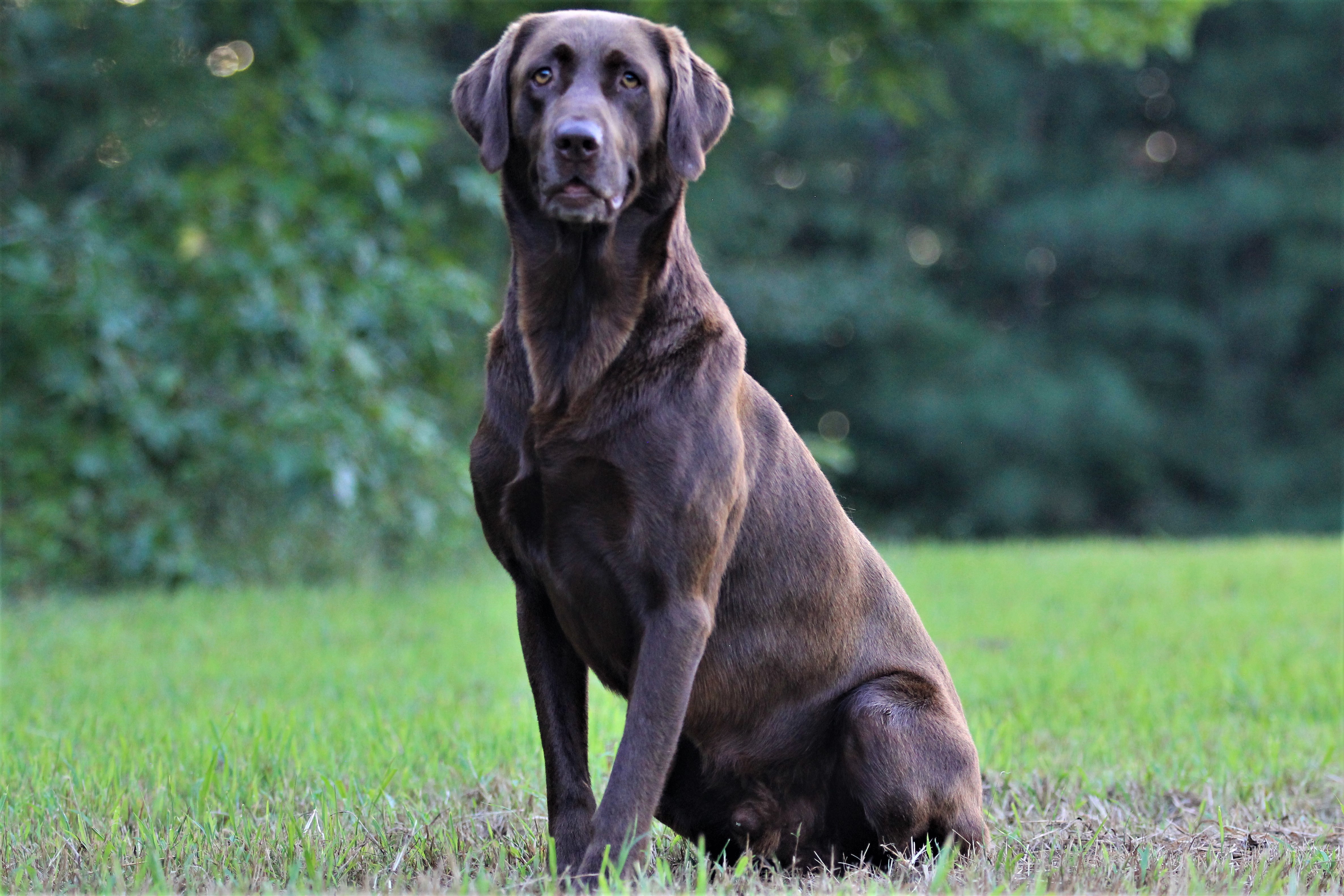 Brink’s Smokin Gun MH | Chocolate Labrador Retriver