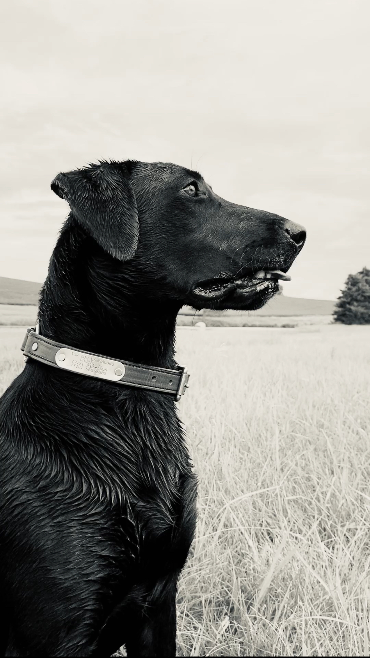 SHR Oakley Of Top Gun | Black Labrador Retriver