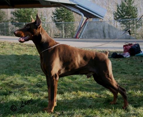 Cosi'con Nebo Nodellus | Brown Doberman Pinscher