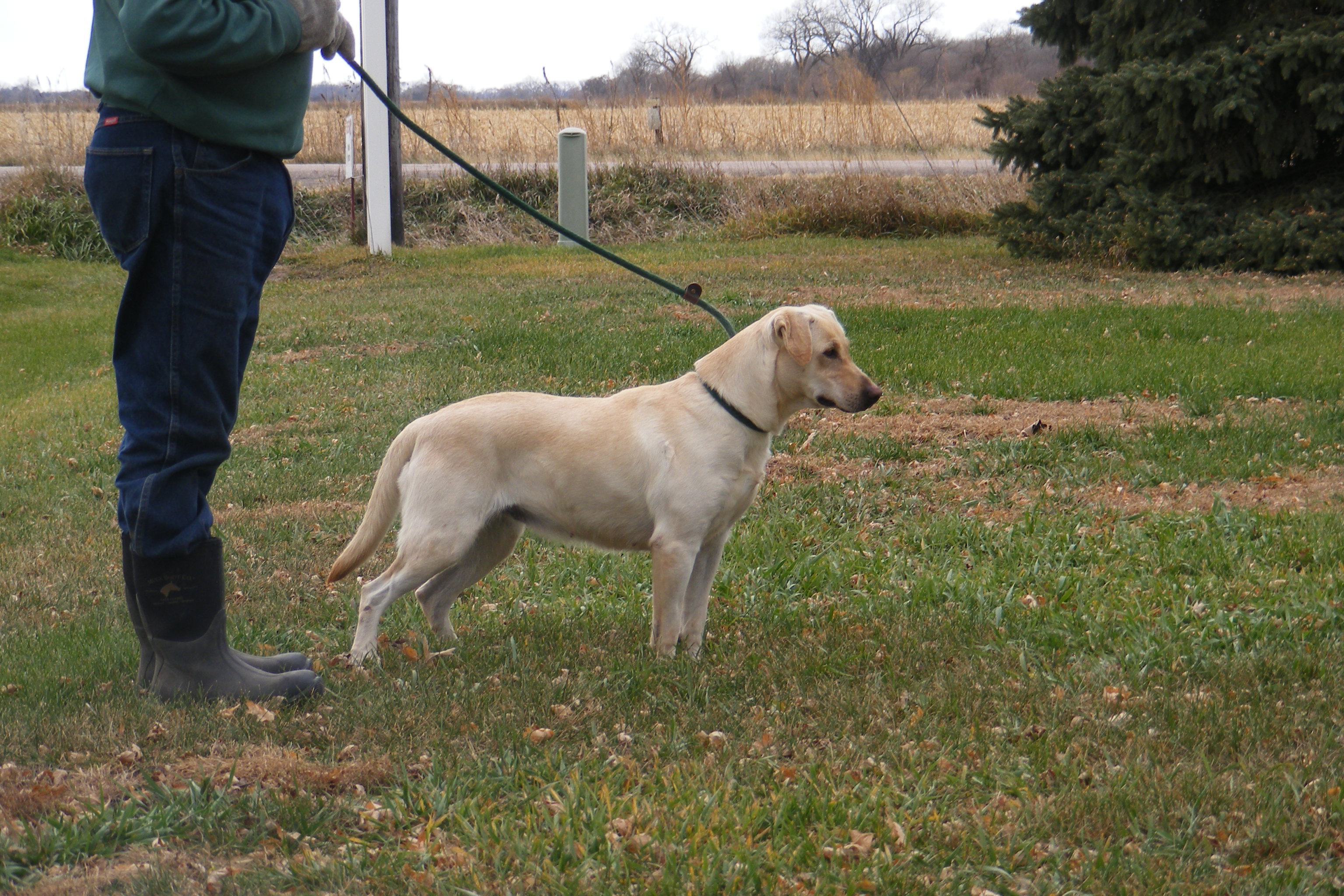 Johnsons Miss Independent | UNKN Labrador Retriver