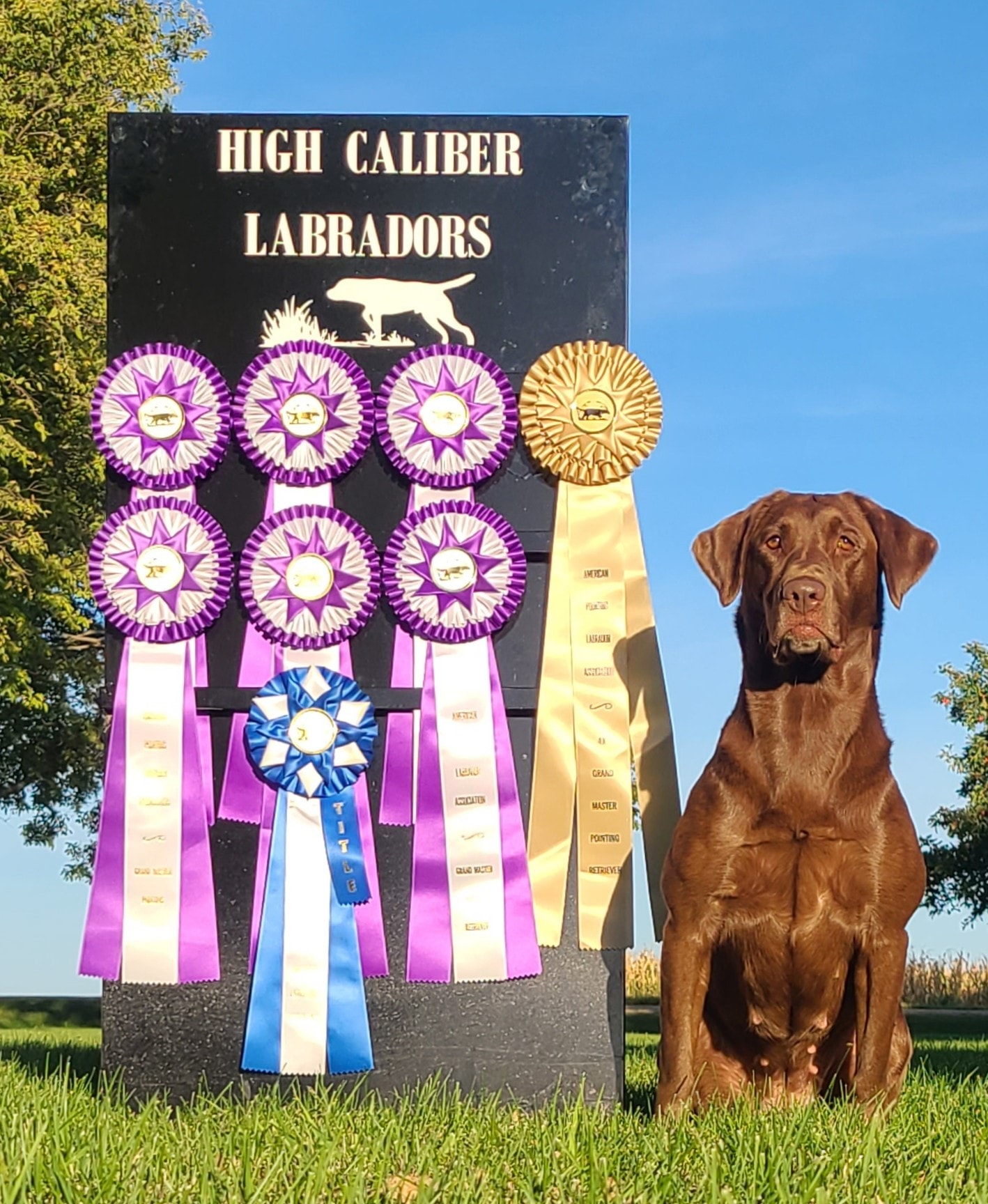 4XGMPR SHR High Caliber's For Off Road Use Only SH | Chocolate Labrador Retriver