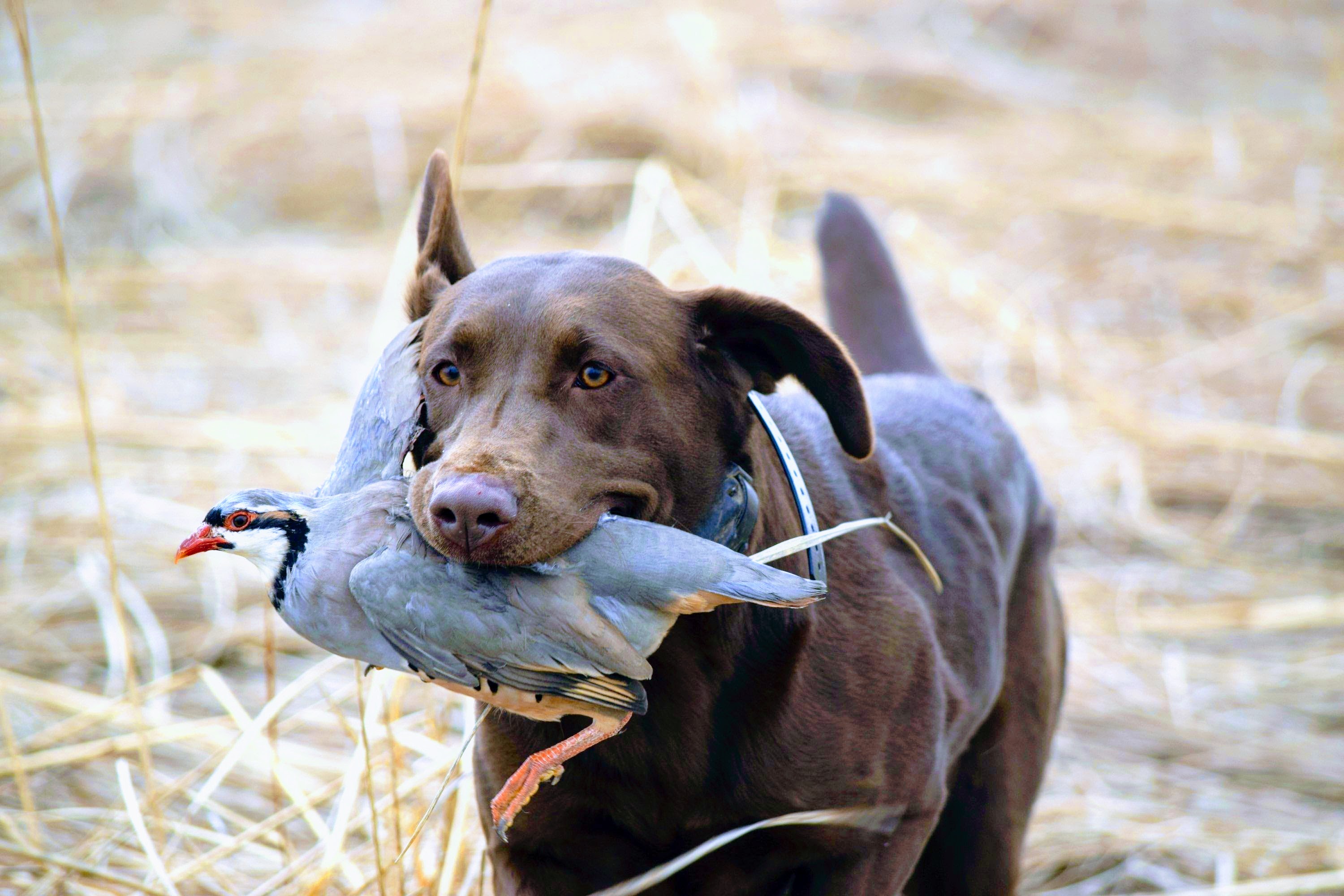 4XGMPR SHR High Caliber's For Off Road Use Only SH | Chocolate Labrador Retriver