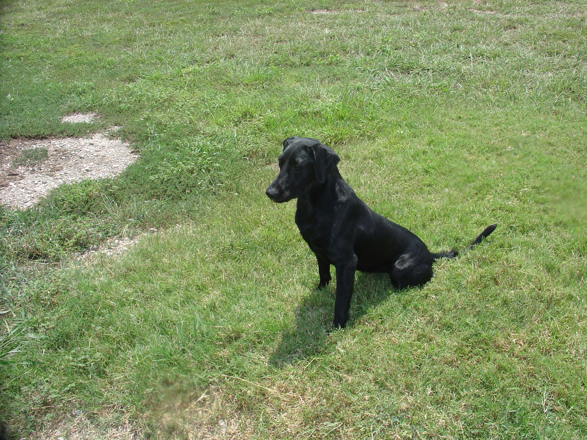 HRCH Wolf Creek's Star Of Texas | Black Labrador Retriver