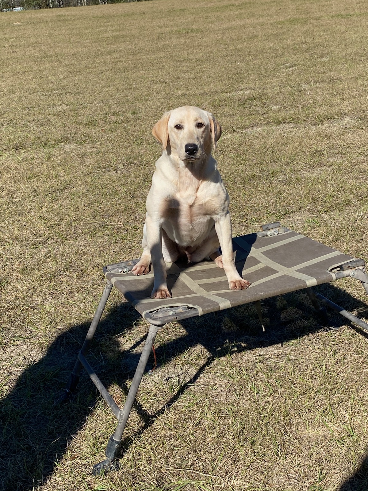 HRCH Colaparchee Playing In The Rain MH | Yellow Labrador Retriver