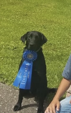 SLR’s Big Green Smash QAA | Black Labrador Retriver