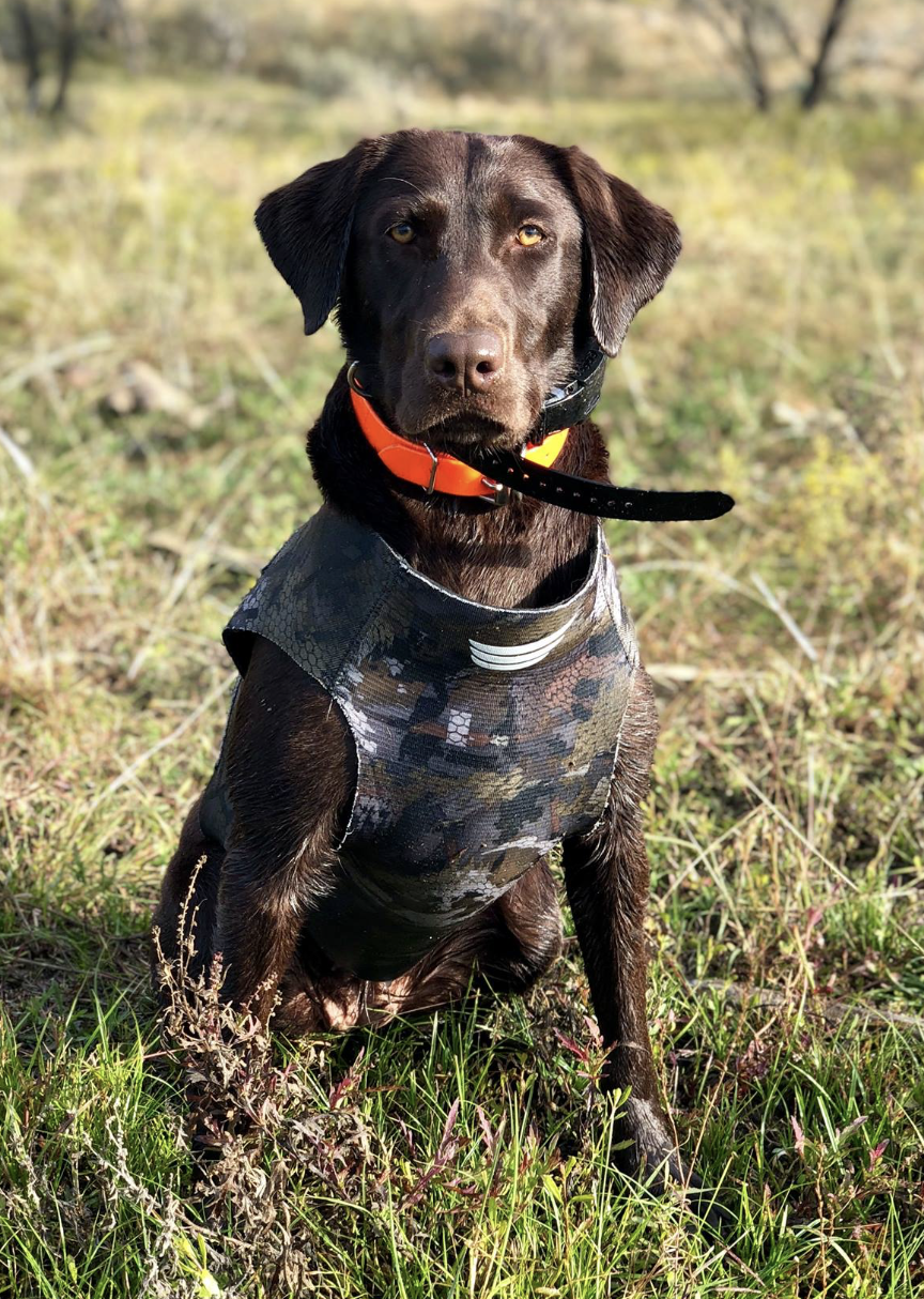 Valors Sittin' Pretty Delta Mae | Chocolate Labrador Retriver