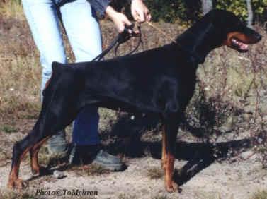 Kriegerhof Duchesse Noir | Black Doberman Pinscher