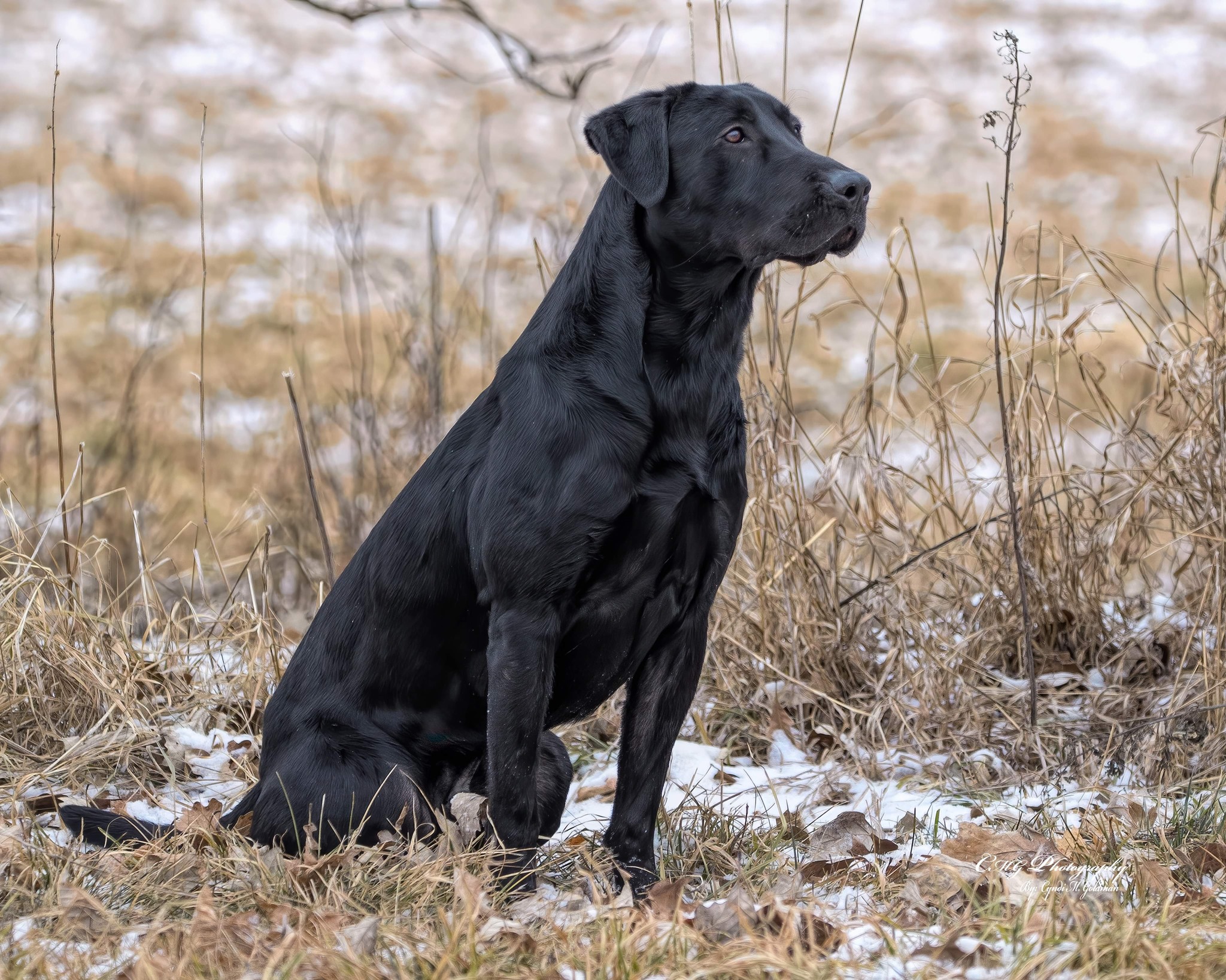 SHR Paragon's Burning Cash And Gun Powder | Black Labrador Retriver