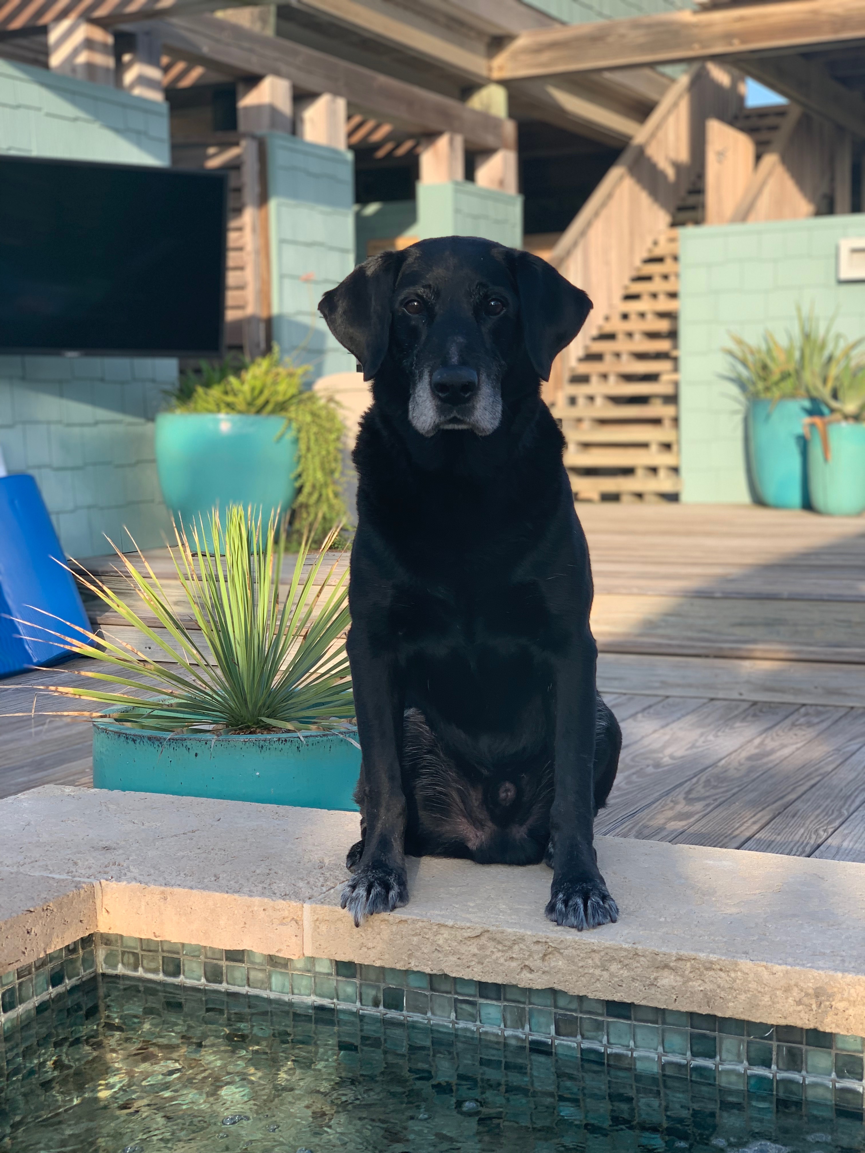 Joshua Deets Biedenharn | Black Labrador Retriver