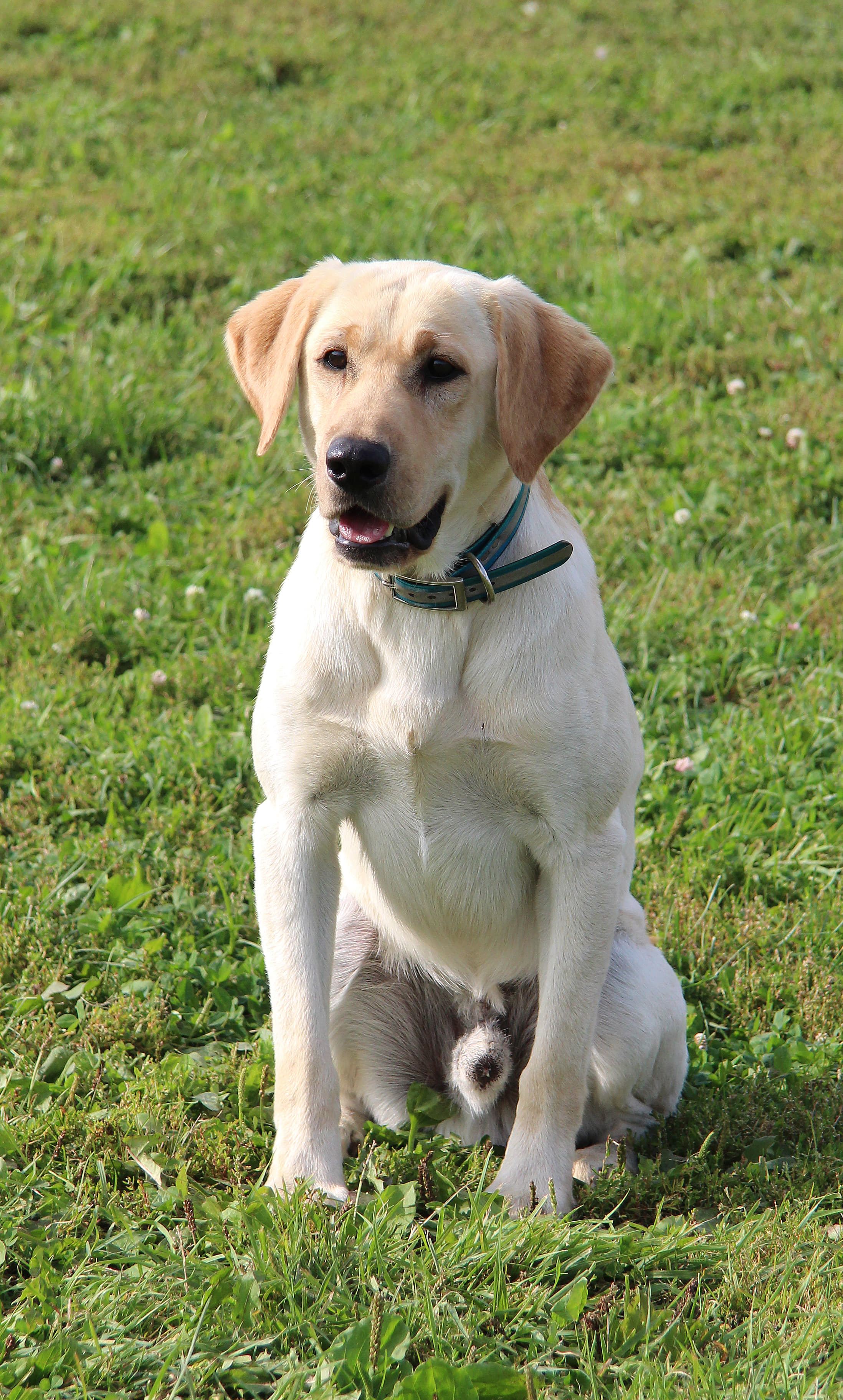 Diamond Flush King Of Diamonds SH | Yellow Labrador Retriver