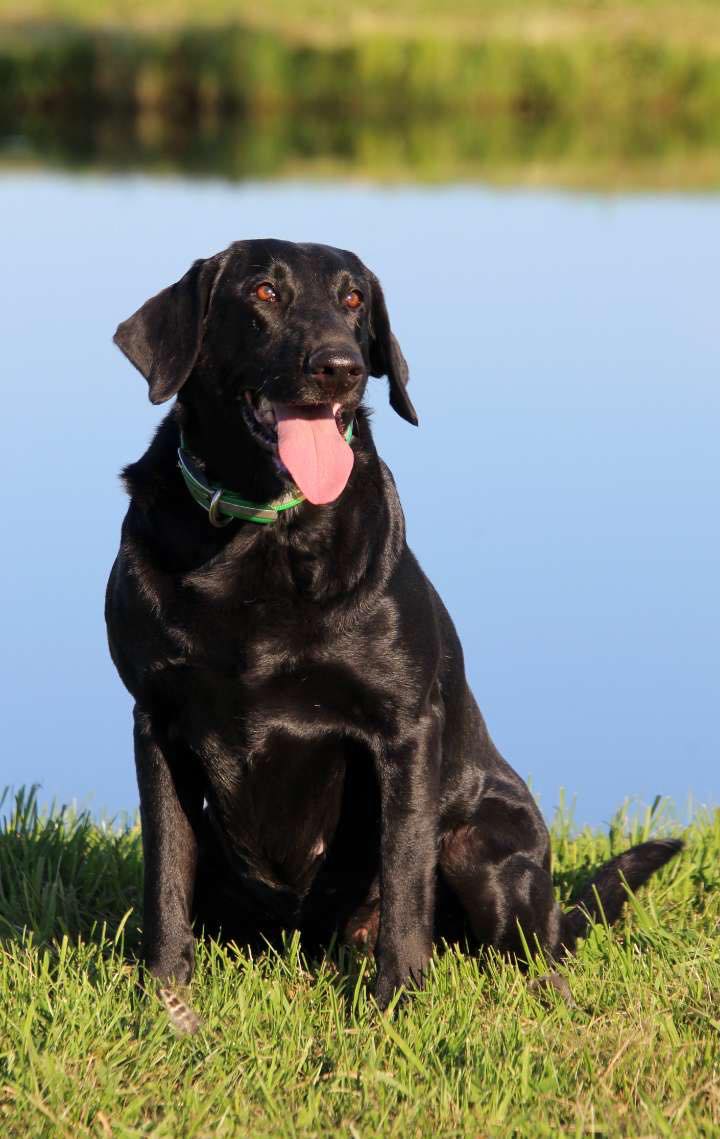 Diamond Flush Ace Of Spades | Black Labrador Retriver