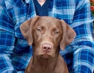 Waterloo's Sophie Girl | Chocolate Labrador Retriver