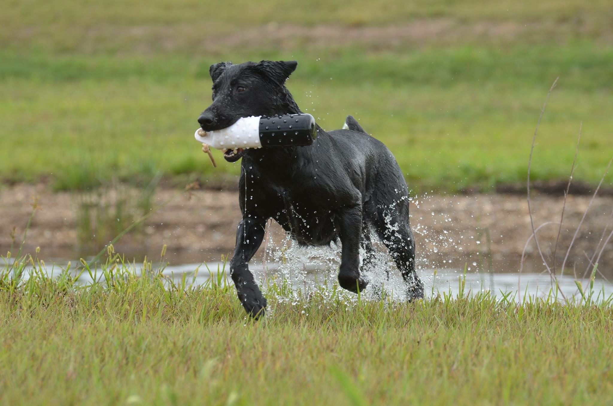 Dakotaland’s Big Sioux | Black Labrador Retriver