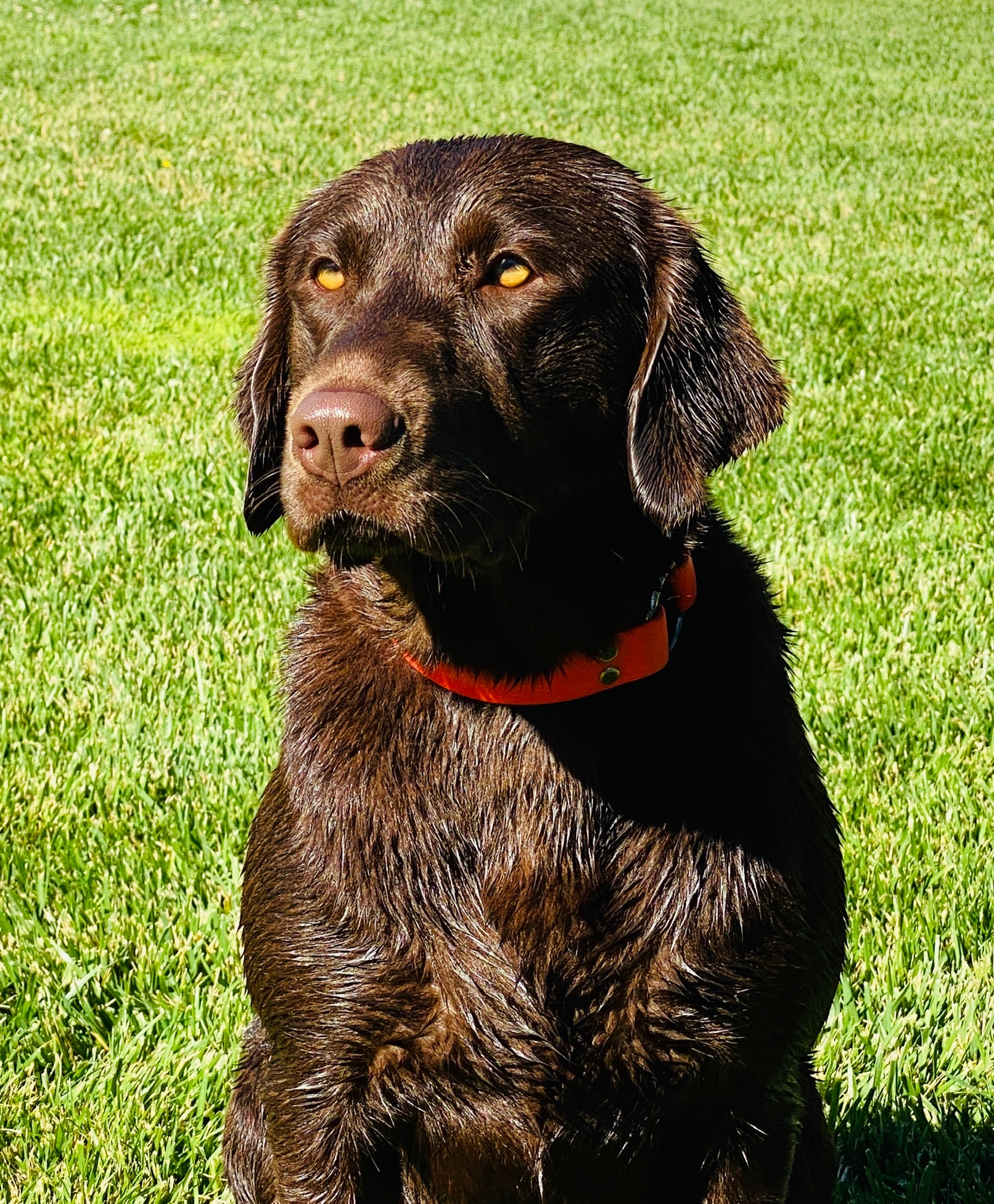 Travis's Dust To Glory DS CGC CGCA | Chocolate Labrador Retriver