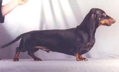 wyga wan-hen | Dachshund 