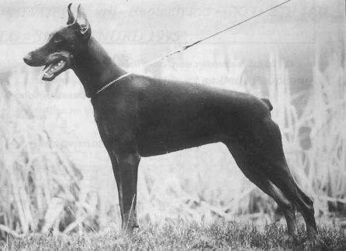 Glinka Orcyn de la Taniere d'Or | Brown Doberman Pinscher