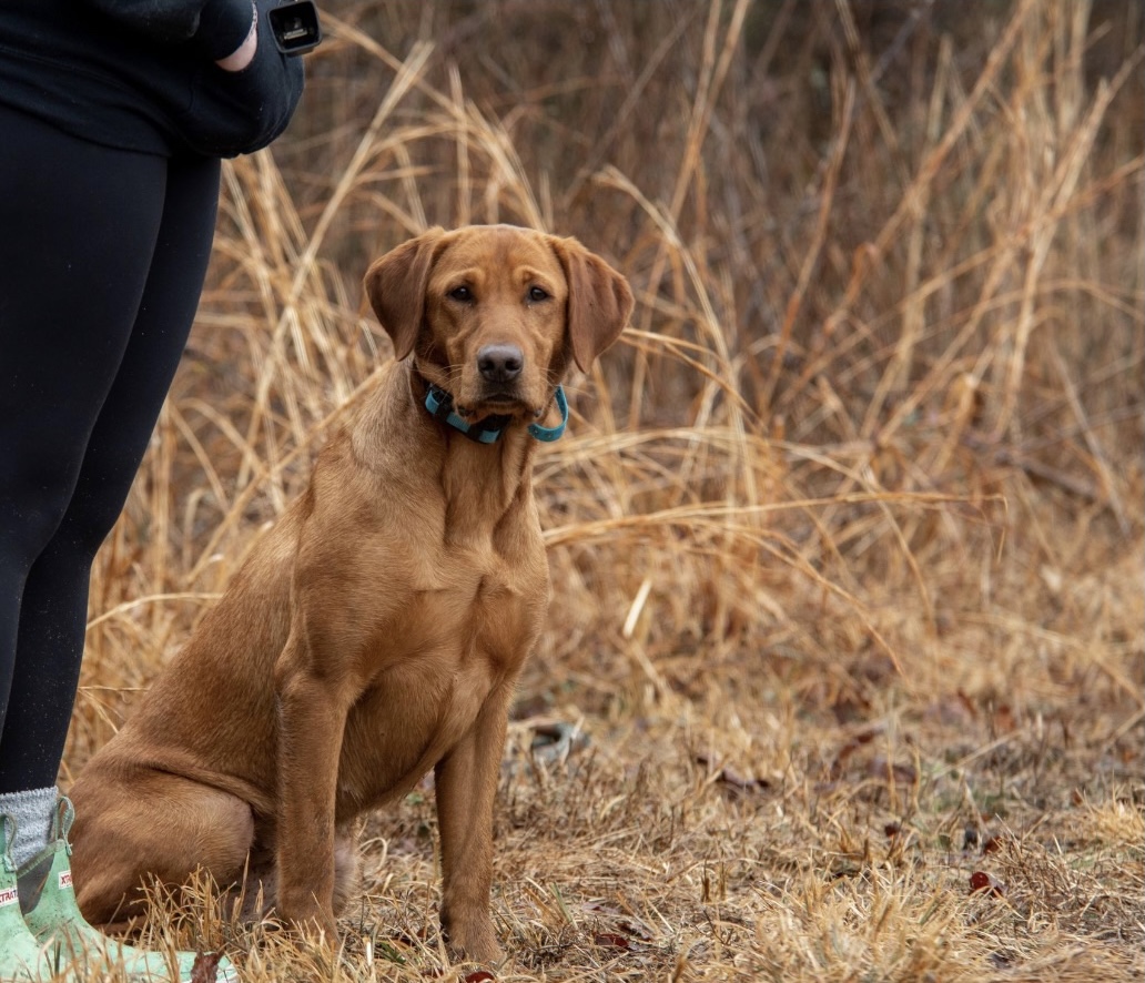 Red Tide's Cold Snap SH | Yellow Labrador Retriver