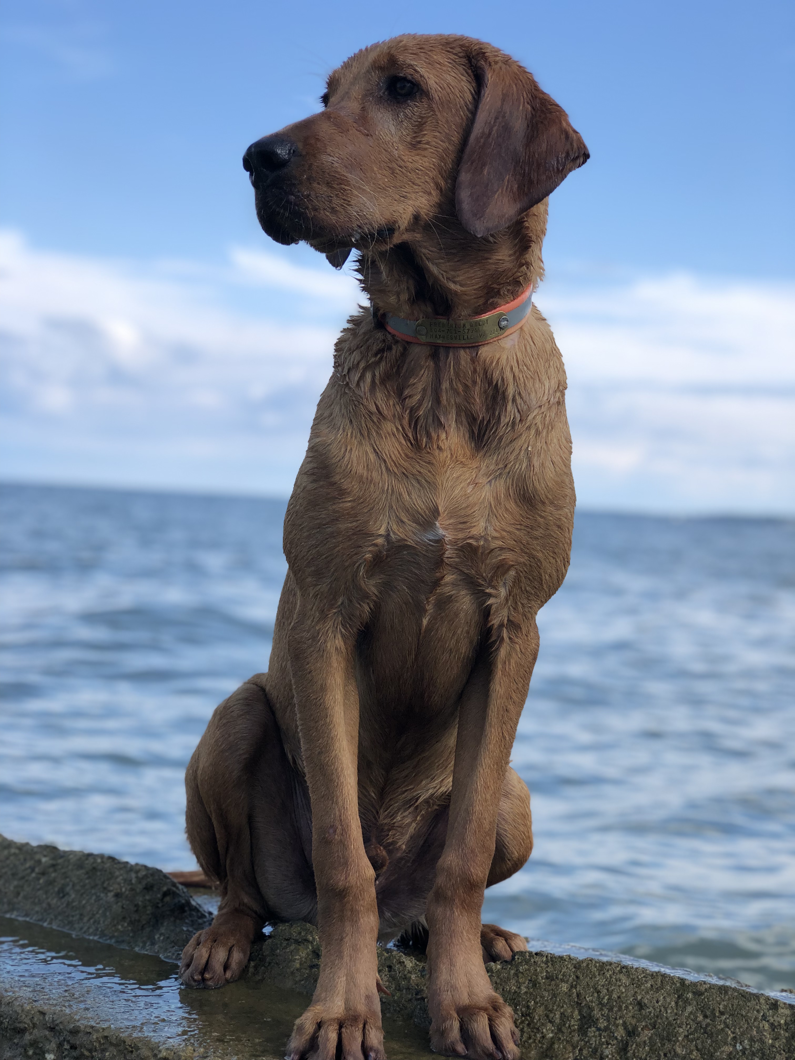 Red Tide's Finns Up | Yellow Labrador Retriver