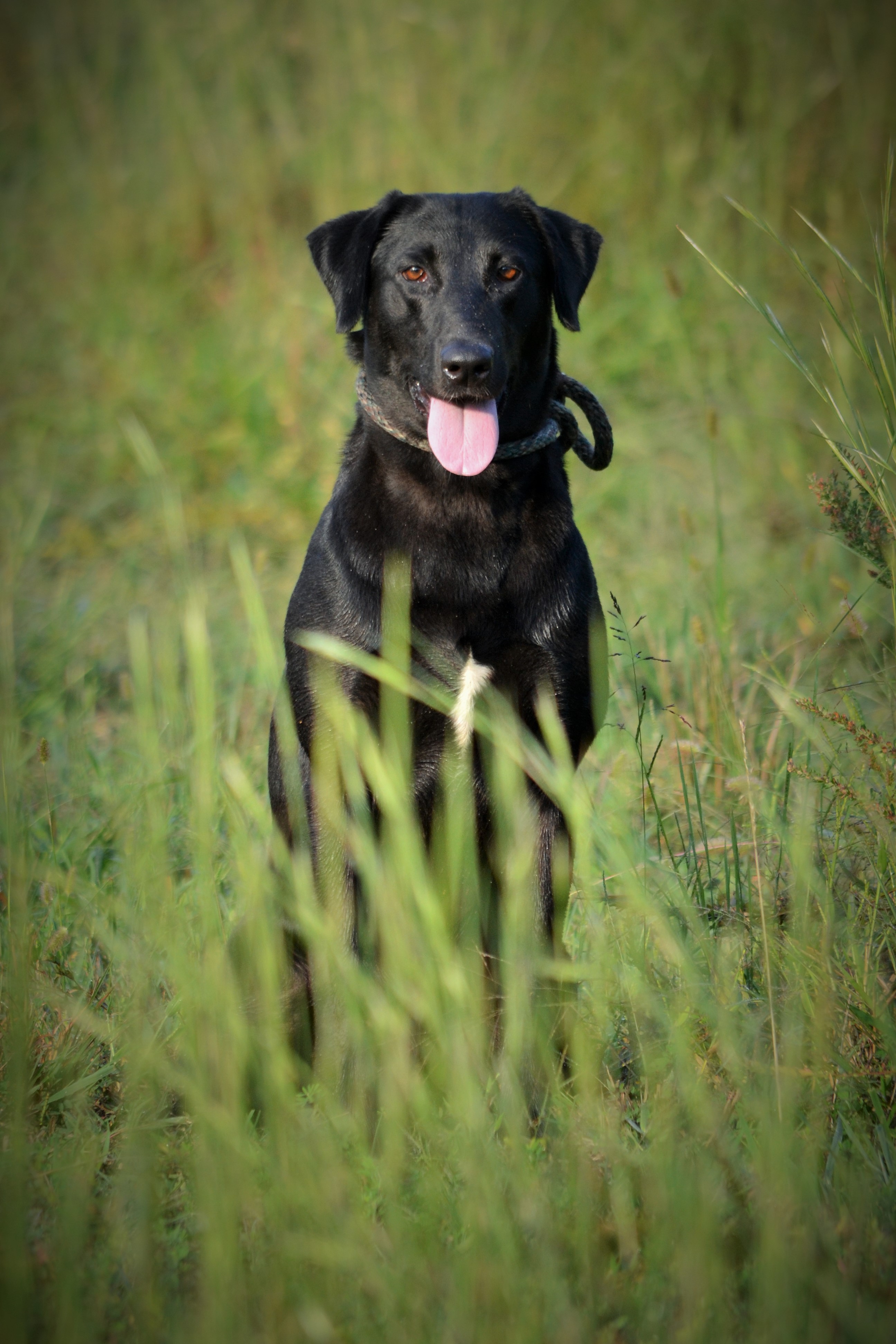 UH HRCH Howell's Amazing Grace MH | Black Labrador Retriver