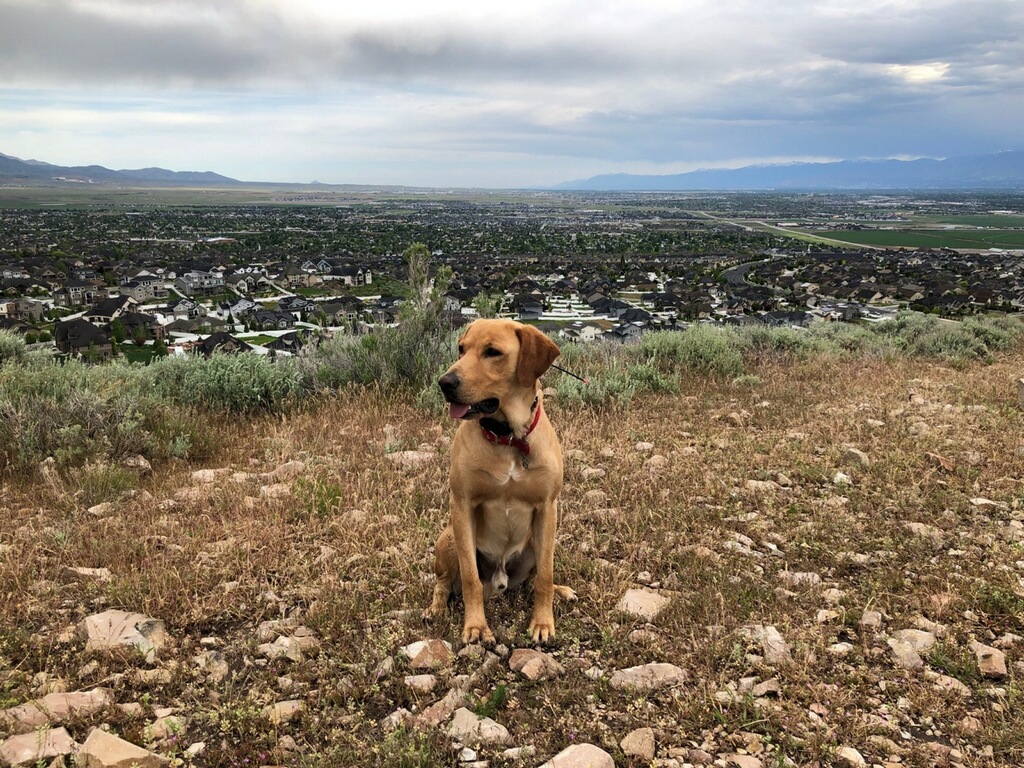 Debonnaire Dungey JH | Yellow Labrador Retriver