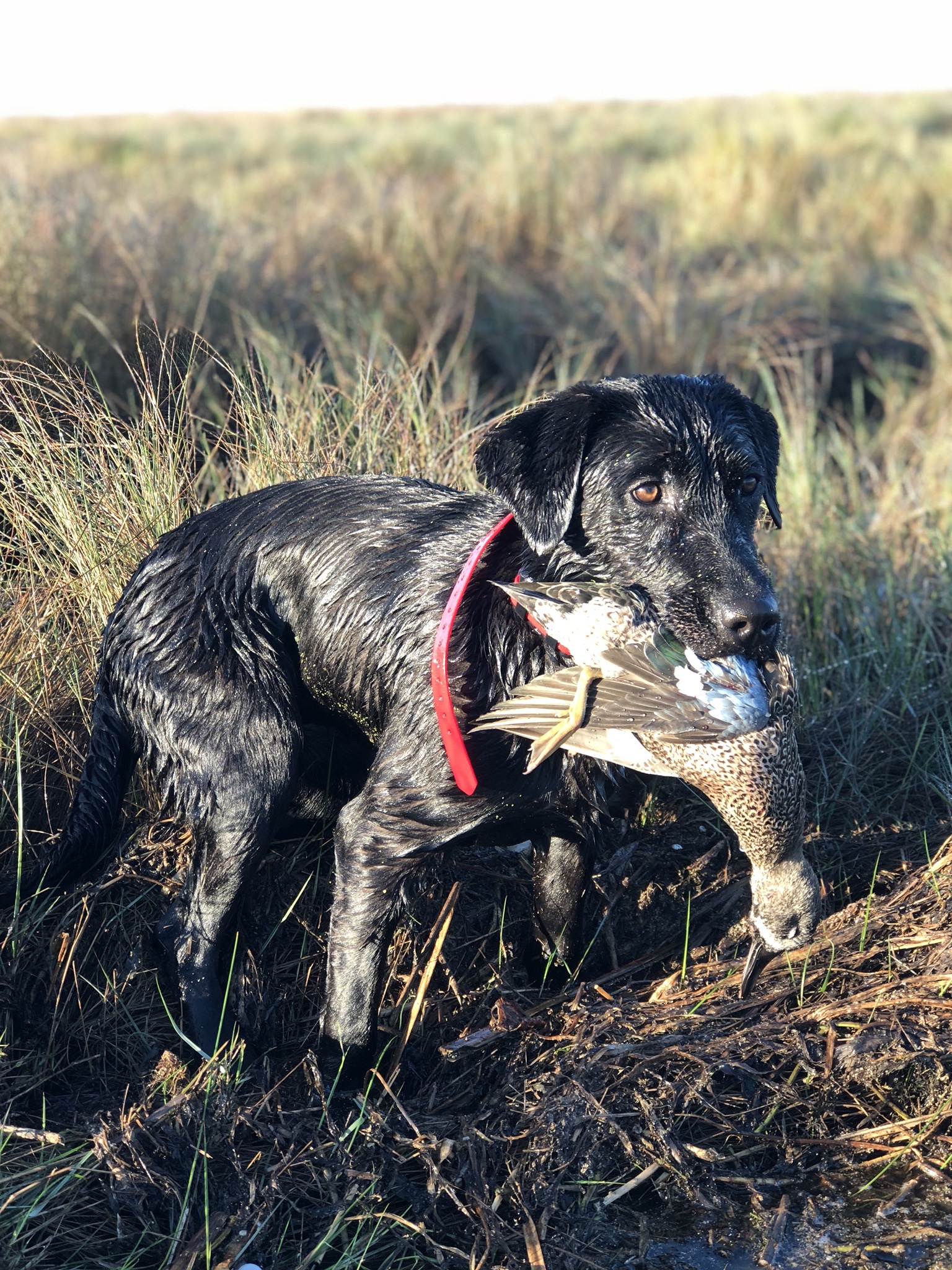 HRCH Third Coast Retrievers Teal | Black Labrador Retriver