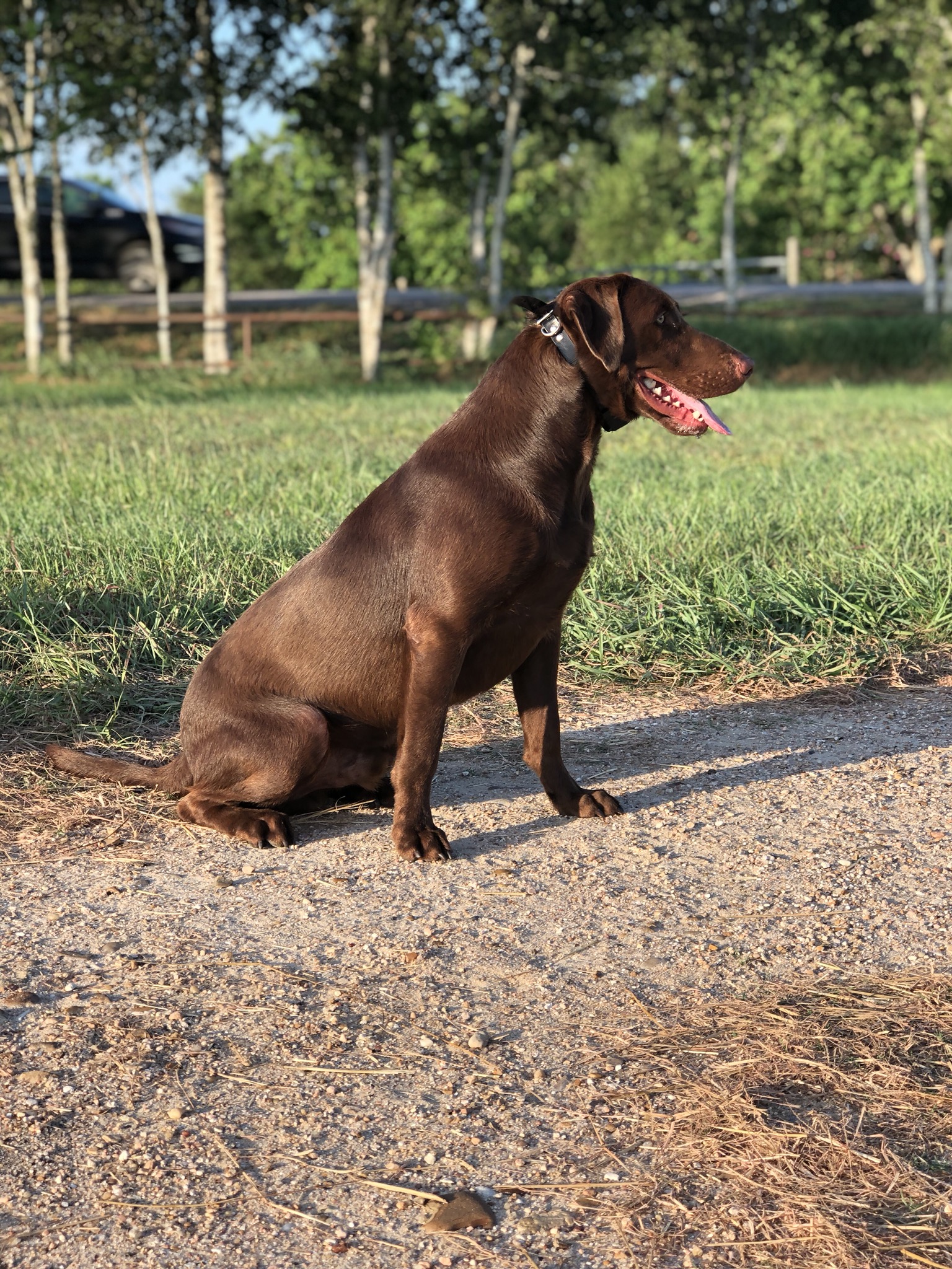 Third Coast Retrievers Gunner | Chocolate Labrador Retriver