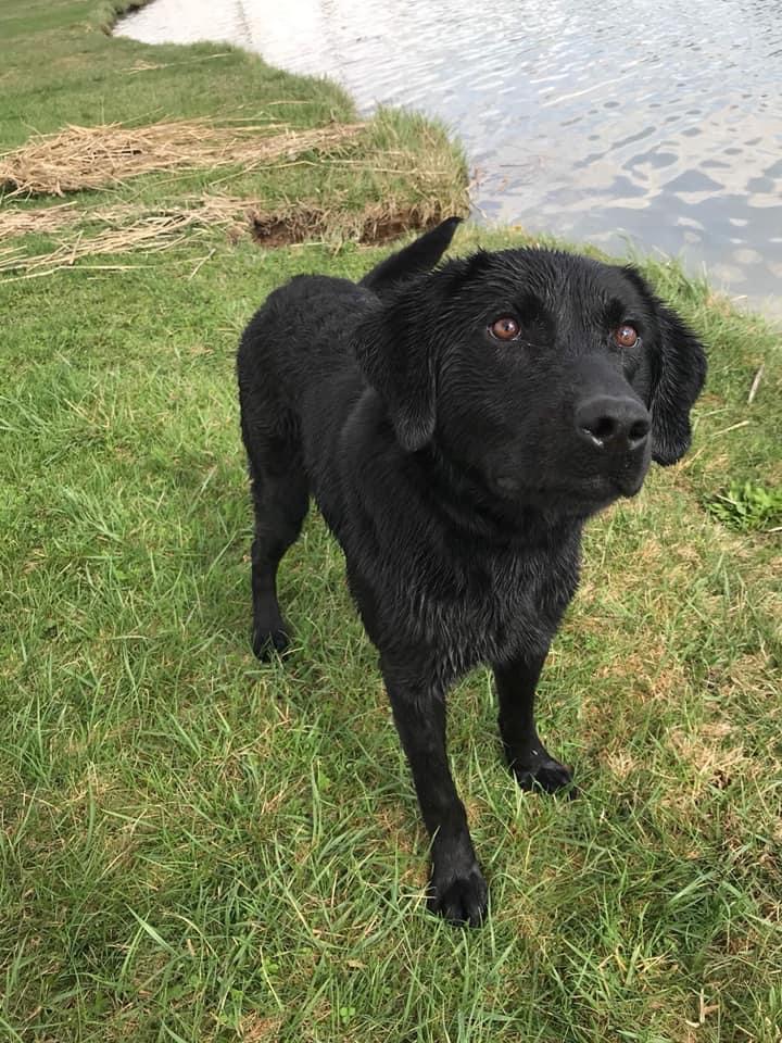 WSD Ironpaws Don’t Tread On Me | Black Labrador Retriver