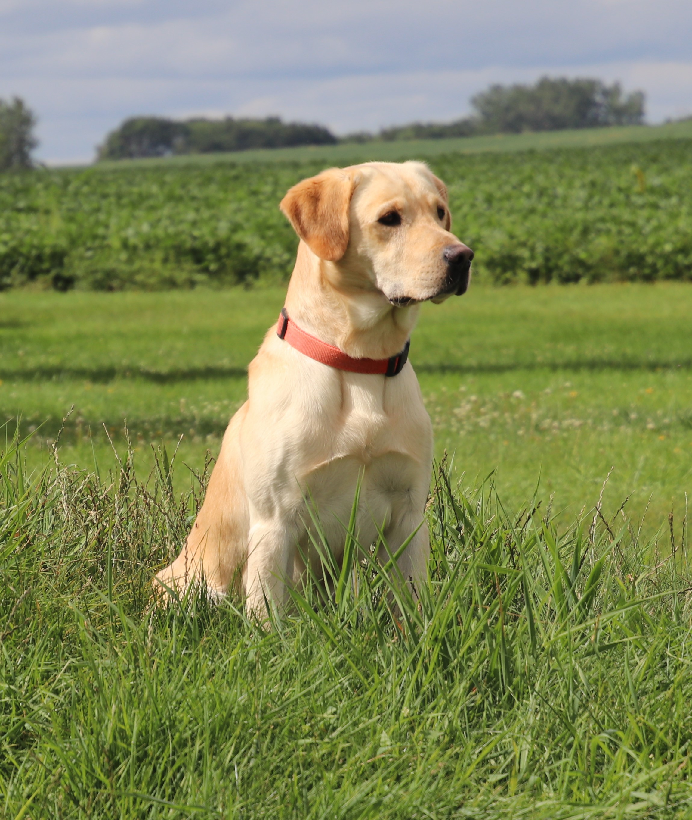 HRCH UH 4XGMPR  TC-1 RR MANNYS GOLD GLOVE | Yellow Labrador Retriver