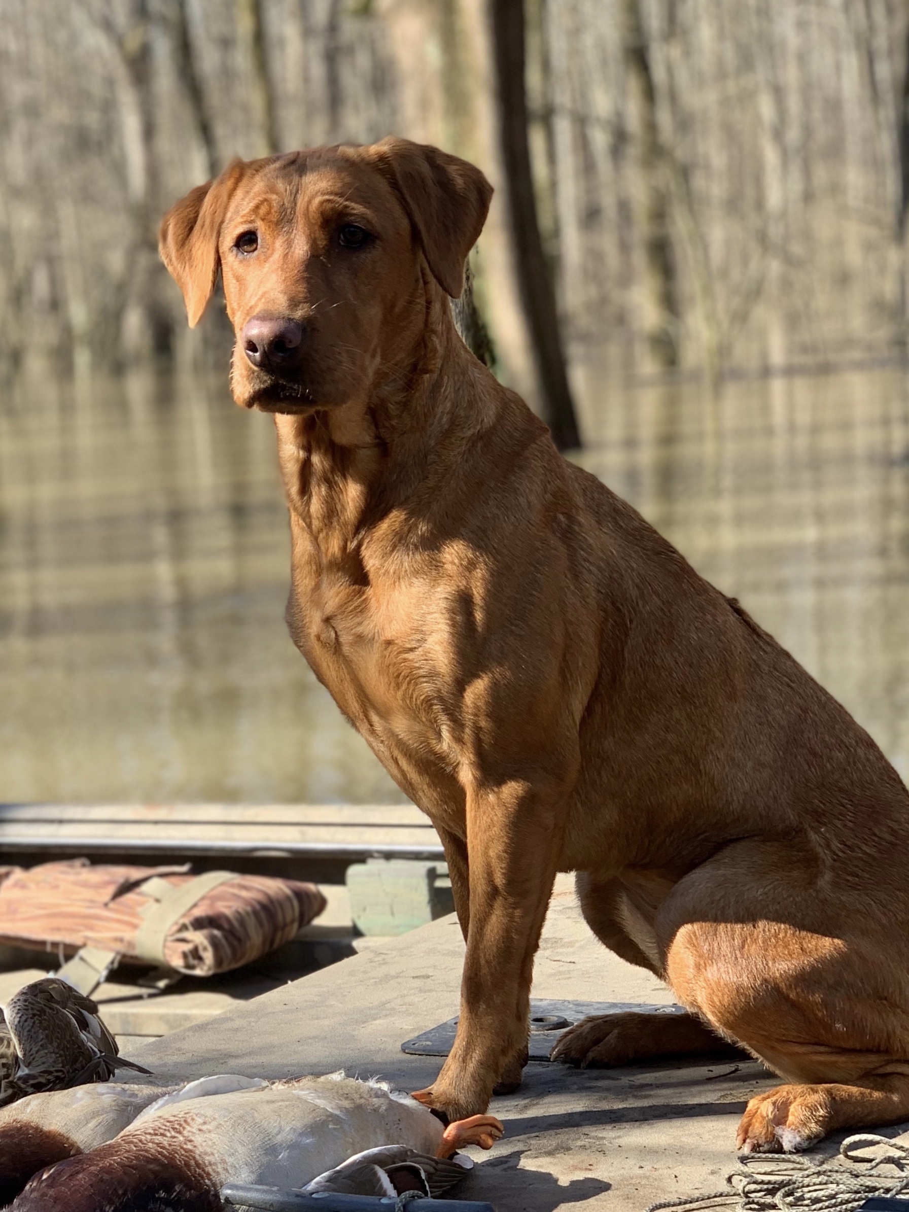 HRCH Roberts' Swamp Fire Roux | Yellow Labrador Retriver